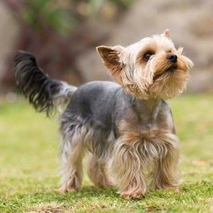 Meet your Posher, Lily